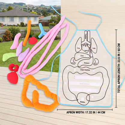 Apron – Learn About the Human Body Through Play